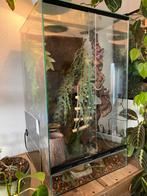 Terrarium met rode wimpergekko, Dieren en Toebehoren, Reptielen en Amfibieën | Toebehoren, Ophalen, Zo goed als nieuw