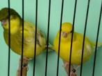 div, zangkanarie,s, Meerdere dieren, Zangkanarie