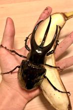 Chalcosoma chiron kever larven insect, Dieren en Toebehoren, Insecten en Spinnen