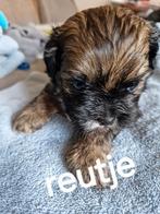 Boomer pups, CDV (hondenziekte), Overige rassen, 8 tot 15 weken, Meerdere