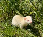 Fret rammetjes, Dieren en Toebehoren, Overige Dieren, April, Mannelijk