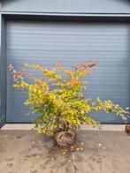 Parrotia persica (Perzisch ijzerhout)., Tuin en Terras, Planten | Bomen, Ophalen of Verzenden, Volle zon, Overige soorten