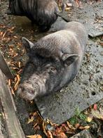 2 Göttinger varkens, Dieren en Toebehoren, Schapen, Geiten en Varkens, Vrouwelijk, Varken, 3 tot 5 jaar