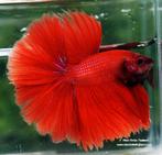Betta butterfly Halfmoon - Koidream Valburg, Vis, Zoetwatervis