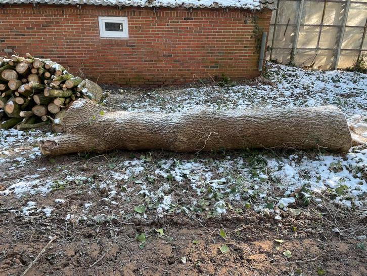 Eikenhout stam, Tuin en Terras, Haardhout, Stammen, Eikenhout, Ophalen