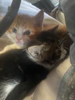 kittens te koop, Meerdere dieren, Ontwormd
