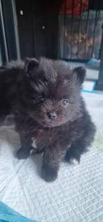 Dwergkees pomeriaan, Dieren en Toebehoren, Keeshond, Reu, 8 tot 15 weken, Meerdere