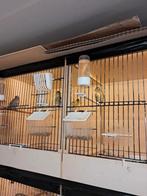 Europese sijzen, Dieren en Toebehoren, Mannelijk, Geringd