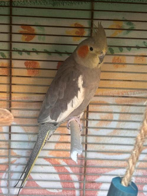 Valkparkiet pop te koop, Dieren en Toebehoren, Vogels | Parkieten en Papegaaien, Parkiet, Vrouwelijk