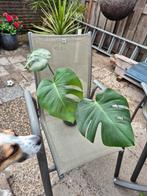Monstera Stek - Gatenplant, Tuin en Terras, Planten | Tuinplanten, Ophalen