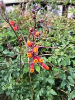 Eccromocarpus scaber oranje, zaden, Ophalen of Verzenden, Volle zon
