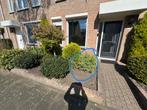Kardinaalsmuts (struik), Ophalen, Volle zon, Overige soorten, Minder dan 100 cm