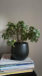 Plant vetplant vet in pot (donkergroen), Ophalen, Vetplant, In pot, Minder dan 100 cm