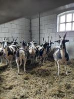 Drachtige Jacobschaap ooien, Dieren en Toebehoren, Schapen, Geiten en Varkens, Vrouwelijk, Schaap