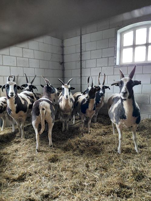 Drachtige Jacobschaap ooien, Dieren en Toebehoren, Schapen, Geiten en Varkens, Schaap, Vrouwelijk