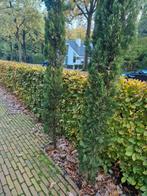 Twee bomen cipressen, Tuin en Terras, Planten | Bomen, Ophalen, Volle zon, Overige soorten