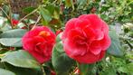 Camellia 160cm hoog 2 stuks, Tuin en Terras, Zomer, Ophalen