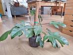 Philodendron Squamiferum - Prachtige kamerplant, Huis en Inrichting, Kamerplanten, Groene kamerplant, Ophalen, Halfschaduw, Minder dan 100 cm