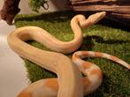 Boa imperators.& Rosy boa's, Dieren en Toebehoren, Slang, 0 tot 2 jaar