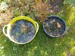 Waterplanten zuurstofplanten gratis, Tuin en Terras, Vijvers, Ophalen of Verzenden, Zo goed als nieuw