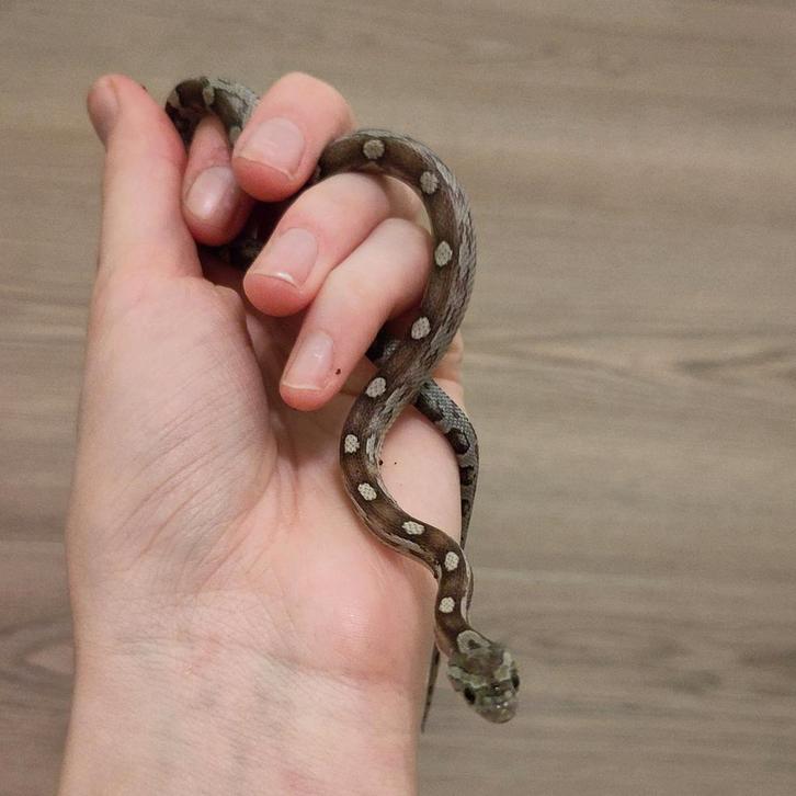 Rode rattenslang, Pantherophis guttatus, NK25 Anery M  0.0.1, Dieren en Toebehoren, Reptielen en Amfibieën, Slang, 0 tot 2 jaar
