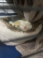 Lieve Fret met spoed weg, Fret, Mannelijk, Mei, Tam