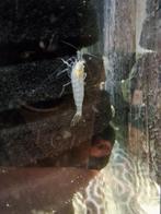 Glasgarnalen, Kreeft, Krab of Garnaal, Zoetwatervis, Schoolvis