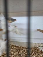 Zebravinken, Dieren en Toebehoren, Vogels | Overige Vogels, Meerdere dieren