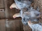 Brahma haan., Dieren en Toebehoren, Pluimvee, Mannelijk, Kip