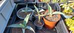 Diverse stekken Agave - tuinplant, Volle zon, Vaste plant, Zomer, Ophalen