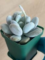 Pachyphytum Oviferum - Maansteenplantje, Verzenden, Halfschaduw, Minder dan 100 cm
