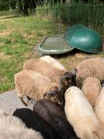 Drents heideschaap rammen 2025, Dieren en Toebehoren, Mannelijk, Schaap