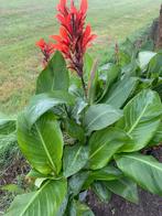 Canna, Tuin en Terras, Bloembollen en Zaden, Ophalen, Volle zon, Knol