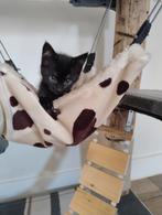 Kittens zoeken een warm mandje, Dieren en Toebehoren, Katten en Kittens | Overige Katten, Meerdere dieren, Kortharig, 0 tot 2 jaar