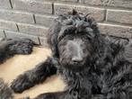 Mooie Bruine Labradoodle - Medium Pups, Dieren en Toebehoren, 15 weken tot 1 jaar, CDV (hondenziekte), Meerdere, Nederland