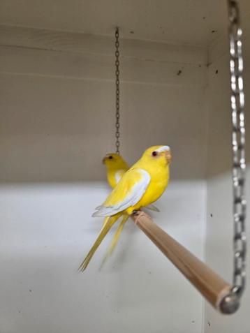 Elegant parkiet lutino beschikbaar voor biedingen