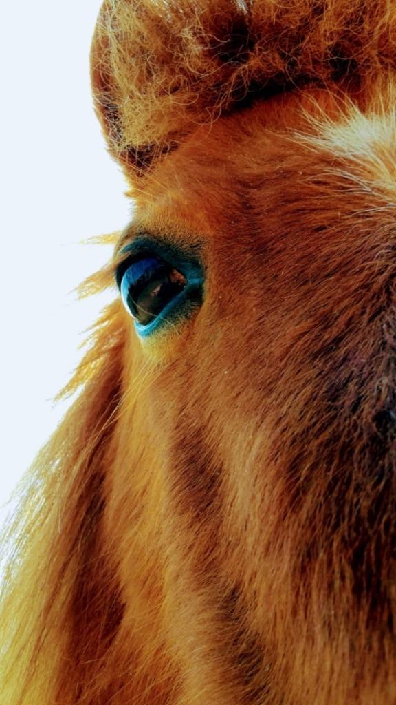 Bijrijdpaard gezocht als collega voor coachbedrijf, Dieren en Toebehoren, Paarden en Pony's | Verzorgingsproducten, Nieuw, Ophalen