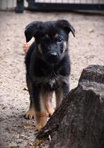 Duitse herder pups, Dieren en Toebehoren, Honden | Herdershonden en Veedrijvers, Parvo, Reu, 8 tot 15 weken, Meerdere