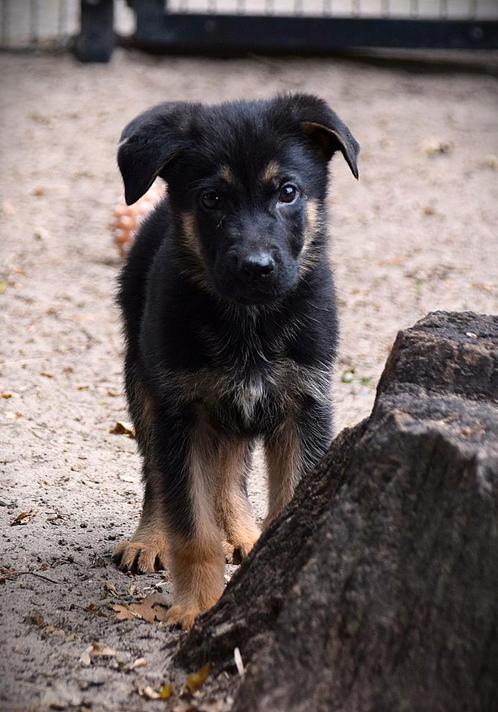 Duitse herder pups, Dieren en Toebehoren, Honden | Herdershonden en Veedrijvers, Reu, Herder, Particulier, Meerdere, Nederland