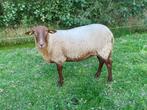Schaap Solognote, Dieren en Toebehoren, Schapen, Geiten en Varkens, Vrouwelijk, Schaap, 0 tot 2 jaar