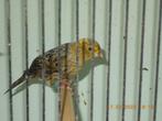 lizard pop gezocht, Dieren en Toebehoren, Vogels | Kanaries, Vrouwelijk