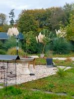 Pampas gras pluimen, Tuin en Terras, Ophalen, Volle zon, Overige soorten