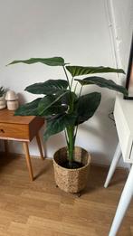 Kust palm plant met pot, Ophalen, Zo goed als nieuw, Binnen