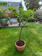 Grapefruit (Citrus pompelmo), Tuin en Terras, Planten | Bomen, Overige soorten, Lente, 100 tot 250 cm, Ophalen