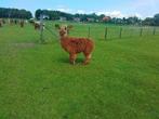 Alpaca merrie, Dieren en Toebehoren, Overige Dieren, Meerdere dieren, Voor 1 juli 2024