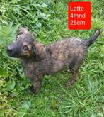 2 kleinblijvende zusjes ter adoptie!, Dieren en Toebehoren, Rabiës (hondsdolheid), 15 weken tot 1 jaar, Handelaar, Buitenland