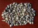 Kleine Schelpjes / Schelpen [Nieuw], Verzamelen, Mineralen en Fossielen, Ophalen of Verzenden, Schelp(en)