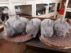 Jonge raszuivere Dwerg konijntjes, Dieren en Toebehoren, Konijnen, Meerdere dieren, Dwerg, 0 tot 2 jaar