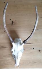 Gewei te koop, Verzamelen, Dierenverzamelingen, Ophalen, Zo goed als nieuw, Hert, Gewei of Kop
