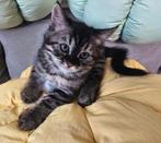 mag nu weg - Bengaal kruising kitten poes charcoal, Dieren en Toebehoren, Katten en Kittens | Overige Katten, Poes, Kortharig